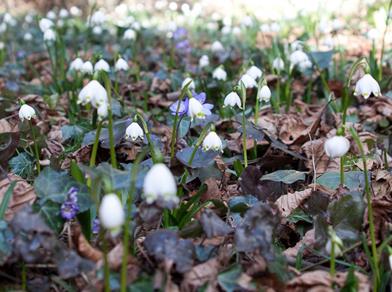 Bosco primaverile con numerosi fiori di campanellino (Leucojum vernum) in fiore tra foglie secche ed edera sul terreno.